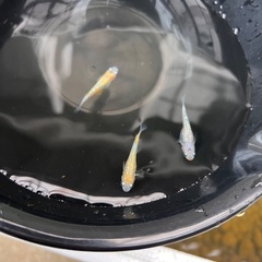 メダカ販売会inつきみ野　針子〜稚魚　卵のみの画像