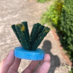 メダカ販売会inつきみ野　針子〜稚魚　卵のみの画像