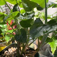 観葉植物　シンゴニウム クリスマス（多分）の画像