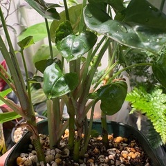 観葉植物　シンゴニウム クリスマス（多分）の画像