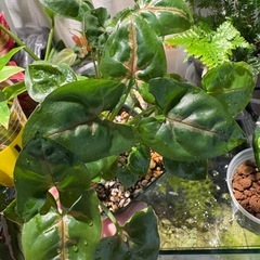 観葉植物　シンゴニウム クリスマス（多分）の画像