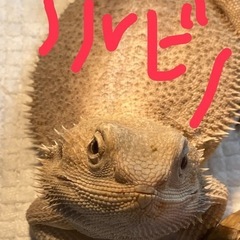 爬虫類好きの方お話しませんか？？