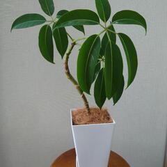 ツピダンサス「カリプトラツス」曲げ仕立て鉢植えの画像