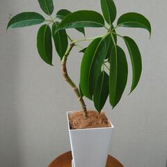 ツピダンサス「カリプトラツス」曲げ仕立て鉢植えの画像