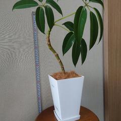 ツピダンサス「カリプトラツス」曲げ仕立て鉢植えの画像