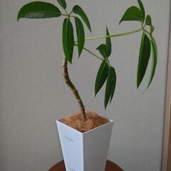 ツピダンサス「カリプトラツス」曲げ仕立て鉢植えの画像