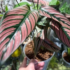 株分け カラテア ホワイトスター 観葉植物の画像