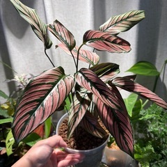 株分け カラテア ホワイトスター 観葉植物