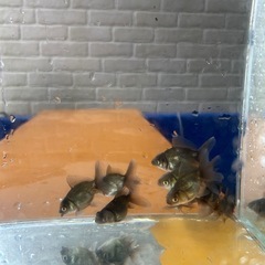 金魚  ローズテールオランダ
の画像