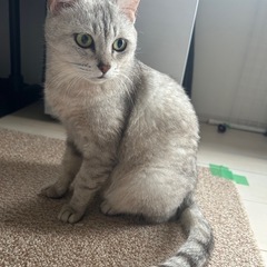 大人しく甘えん坊な美魔女猫です