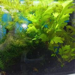 熱帯魚金魚メダカなどにいい水草の画像
