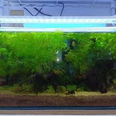 熱帯魚金魚メダカなどにいい水草の画像