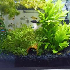 熱帯魚金魚メダカなどにいい水草の画像