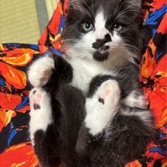 フワフワ長毛　シロクロくん
