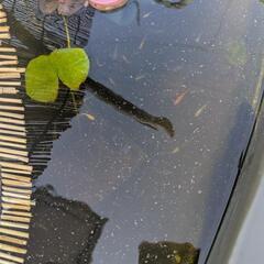 メダカの卵 おたまじゃくし 子メダカ 