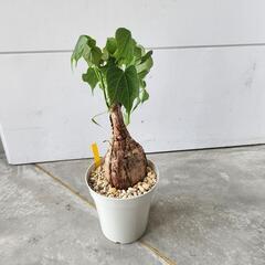 フィルミアナ　コロラータ５号の画像