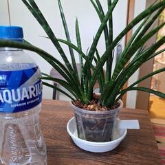 サンスベリアの画像