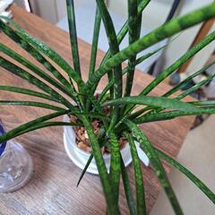 サンスベリアの画像