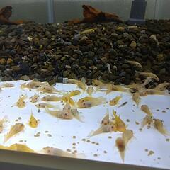 【熱帯魚】ブルーアイゴールデンブッシープレコ 約3cm 1匹 追加可能の画像