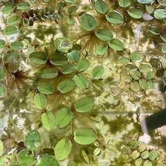 オオサンショウモの画像