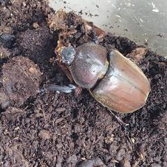 売れました　国産カブトムシ　弥栄産　黒目　ペア　⑤　ペット　昆虫の画像