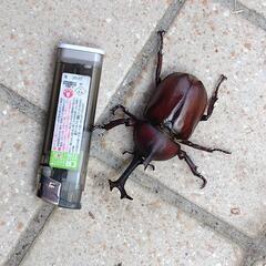 売れました　国産カブトムシ　弥栄産　黒目　ペア　⑤　ペット　昆虫の画像