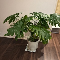 観葉植物大型の画像