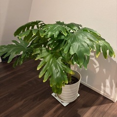 観葉植物大型の画像