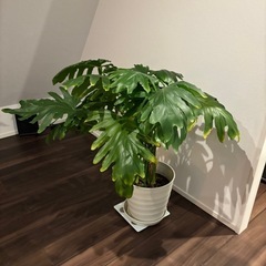 観葉植物大型の画像