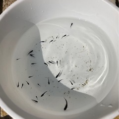 【NO.1】メダカ 「 オロチ」稚魚(1cm前後) 【無料・譲ります】 【日時指定】の画像