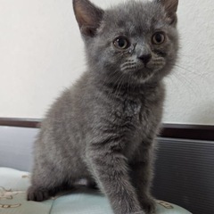 譲渡会参戦🌼ブリティッシュ子猫🌼