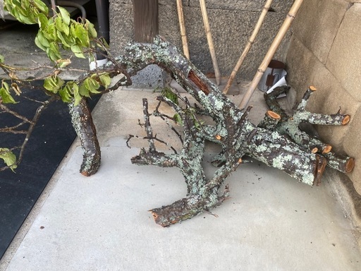 梅の木_3点_ウメノキコケ付き