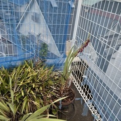植物  プランターの画像