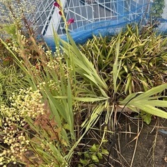 植物  プランターの画像