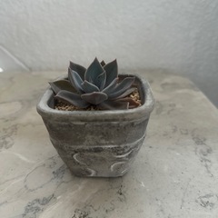 多肉植物
の画像