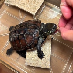 クサガメのオス、メスの2匹（1匹ずつでも可です）