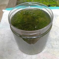 ウィローモスの画像