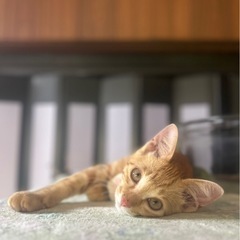 (お話し中)保護猫ちゃんの里親募集(男の子)