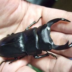 三重県産オオクワガタ F1 ♂69ミリ ♀45ミリ ペアの画像