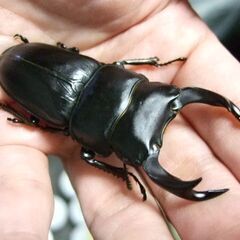 三重県産オオクワガタ F1 ♂69ミリ ♀45ミリ ペアの画像