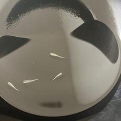 レックウザ稚魚５匹の画像