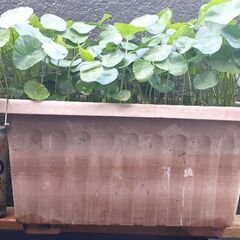 ウォーターマッシュルーム(値引き可)の画像