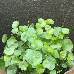 ウォーターマッシュルームの鉢植えの画像