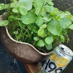 ウォーターマッシュルームの鉢植えの画像
