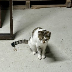 １歳ネコちゃん
