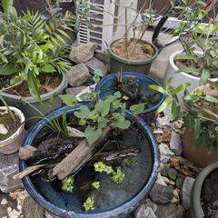 睡蓮鉢　2鉢（11号と14号）の画像