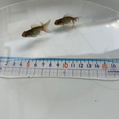 金魚  ローズテールオランダ
の画像