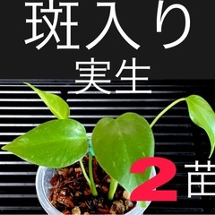  【斑入り】モンステラデリシオーサ　タウエリー　実生　2苗