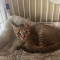 (お話し中)保護猫ちゃんの里親募集(女の子)