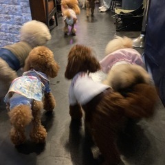 川越界隈の愛犬家倶楽部（入退自由且つ無料） - メンバー募集